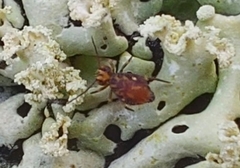 Ptenothrix maculosa