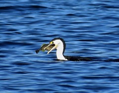 Meuschenia trachylepis