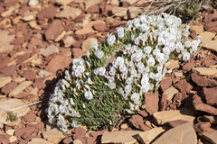 Astragalus simplicifolius