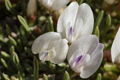 Astragalus simplicifolius