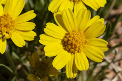 Tetraneuris torreyana