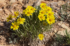 Tetraneuris torreyana