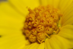 Tetraneuris torreyana