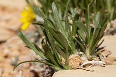 Tetraneuris torreyana