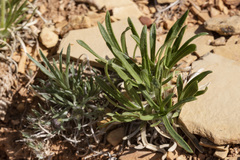 Tetraneuris torreyana