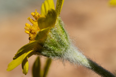 Tetraneuris torreyana