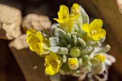 Physaria reediana