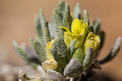 Physaria reediana