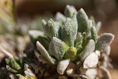 Physaria reediana