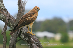 Spotted Harrier photo 2