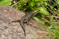 Eulamprus kosciuskoi