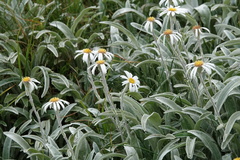 Celmisia sericophylla