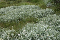 Celmisia sericophylla