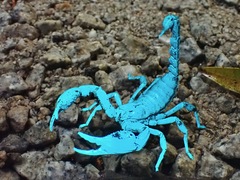 Heterometrus spinifer