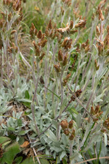 Argyrotegium fordianum