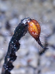 Heterometrus spinifer