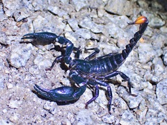 Heterometrus spinifer