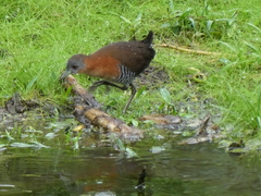 Laterallus albigularis