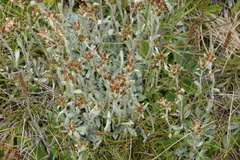Argyrotegium fordianum