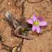 Calandrinia eremaea - Photo (c) Pete Woodall, algunos derechos reservados (CC BY-NC), subido por Pete Woodall