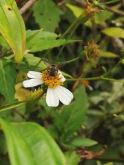 Megachile subrixator