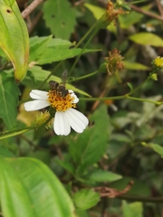 Megachile subrixator