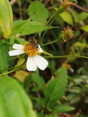 Megachile subrixator