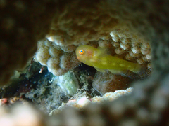 Paragobiodon xanthosoma