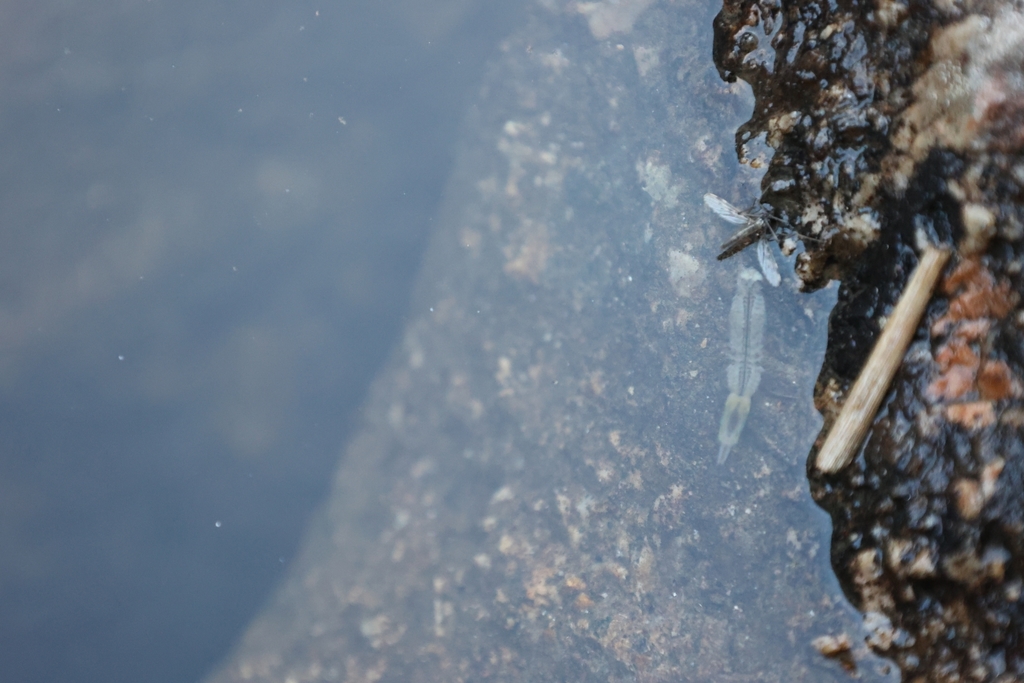 Antlered Fairy Shrimp