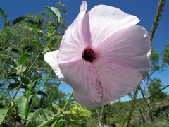 Hibiscus menzeliae