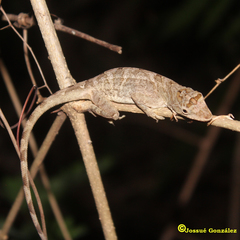 Anolis serranoi