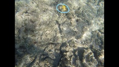 Forcipiger