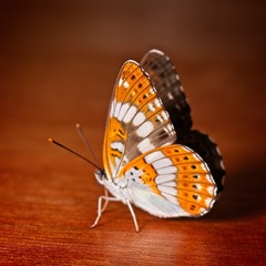 Limenitis glorifica