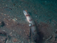 Amblyeleotris masuii