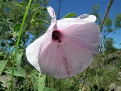 Hibiscus menzeliae