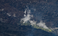 Phaethon lepturus dorotheae