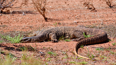 Varanus panoptes rubidus