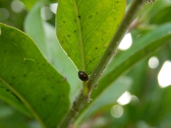 Scymnus subvillosus