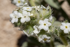 Oreocarya thyrsiflora