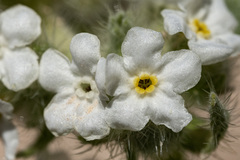 Oreocarya thyrsiflora