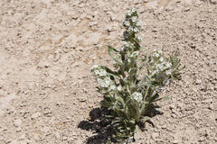 Oreocarya thyrsiflora