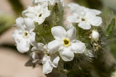Oreocarya thyrsiflora