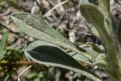Oreocarya thyrsiflora