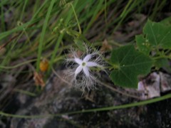 Trichosanthes cucumerina