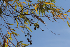 Angophora melanoxylon