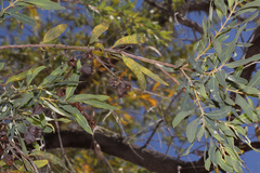 Angophora melanoxylon