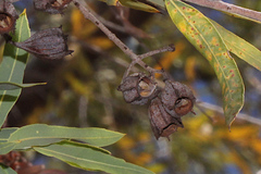 Angophora melanoxylon