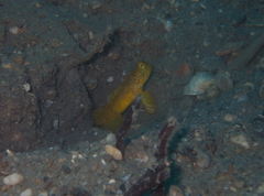 Cryptocentrus sericus