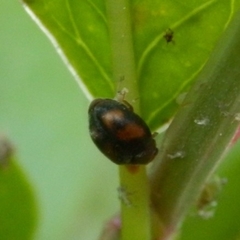 Scymnus subvillosus