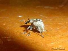 Physarchus pyramidalis